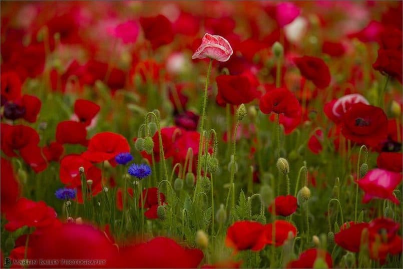 Corn Poppy Flowerscape