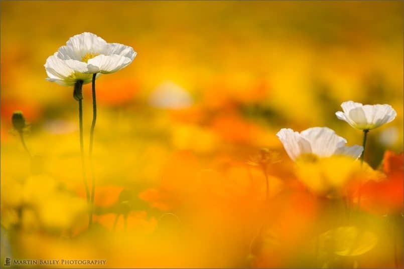 Poppy Heaven