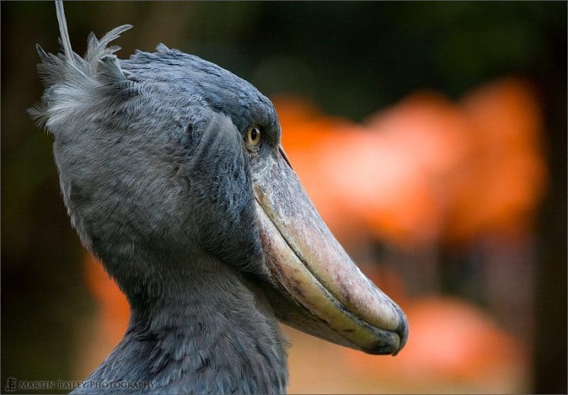 Shoebill Stork