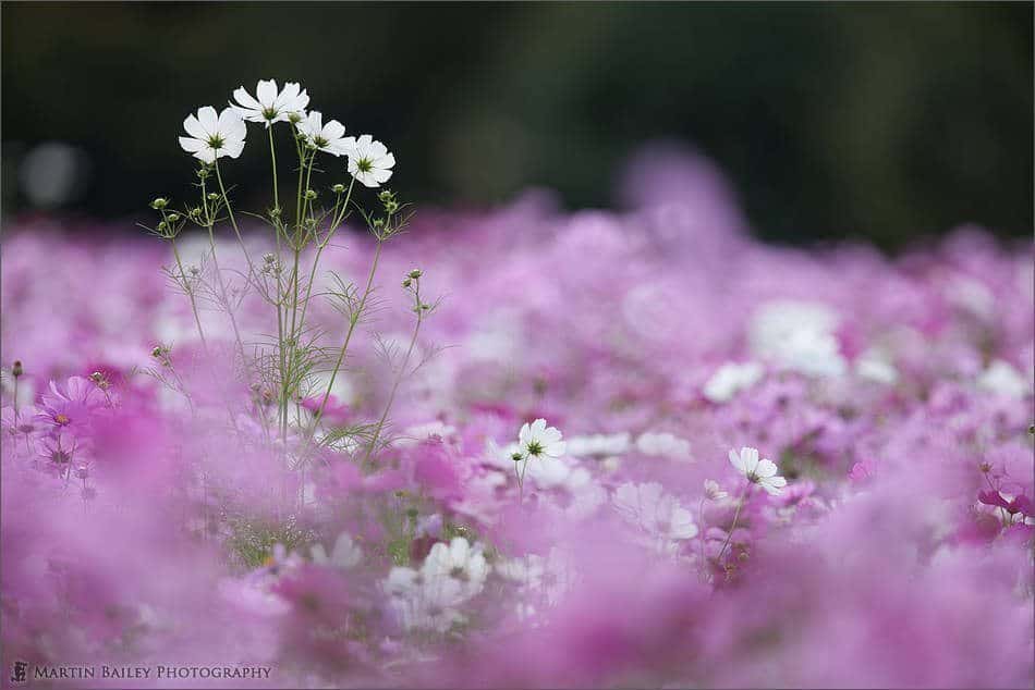 Cosmos Quartet