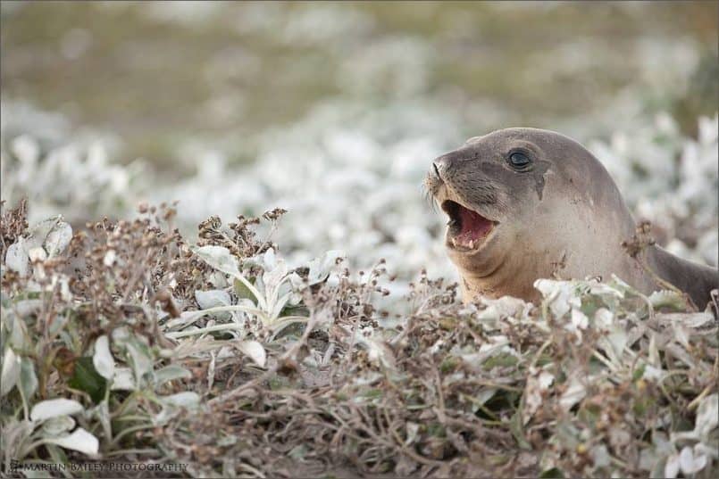 Elephant Seal Heaven