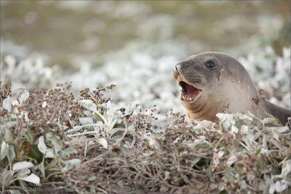 More Pics from Antarctica and Falkland Islands