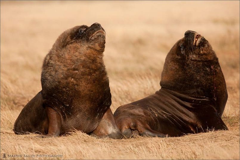 Sea Lions in the Savanna?