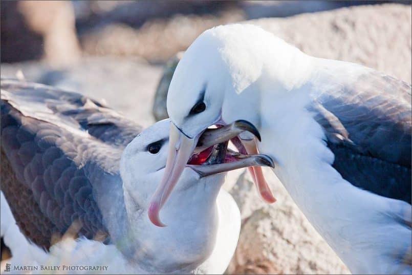 Feeding Time