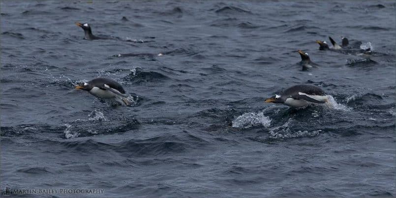 Porpoising Gentoo Penguins