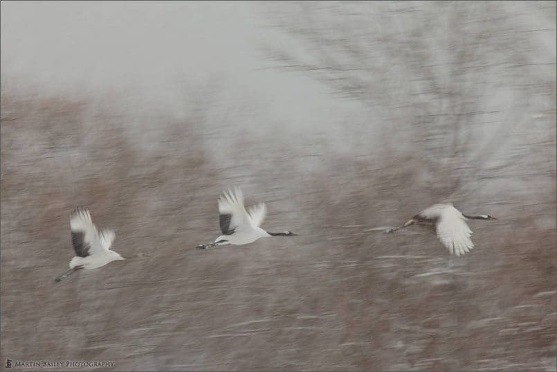 Three Cranes