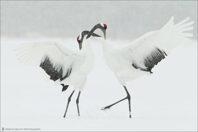 Courting Cranes