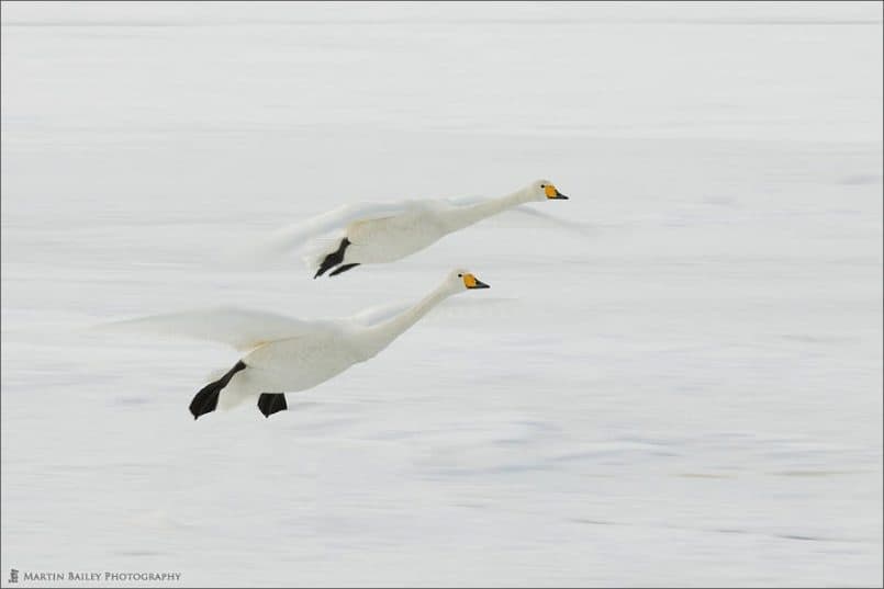 Whooper Swans in Flight