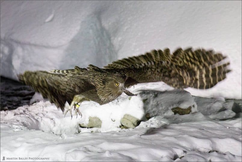 Blakiston's Fish Owl Takes Flight with Fish