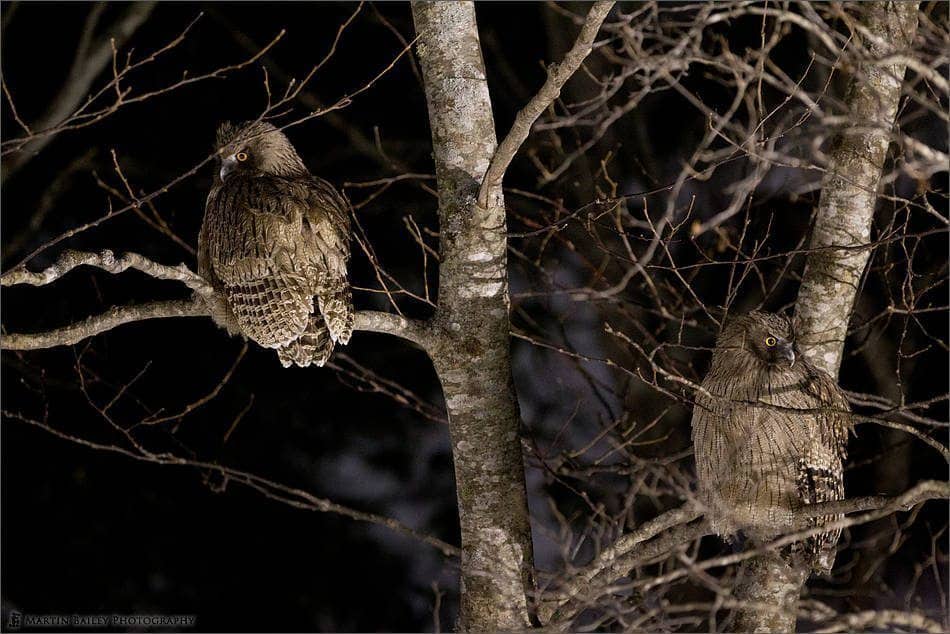 Two Blakiston's Fish Owls