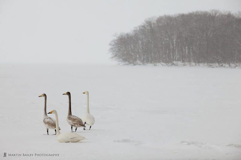 Swans' Attention