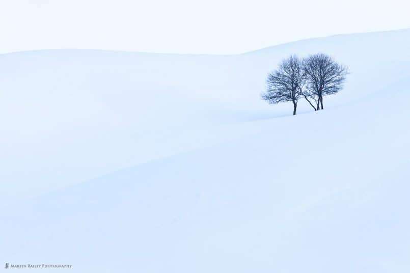 Apple Trees