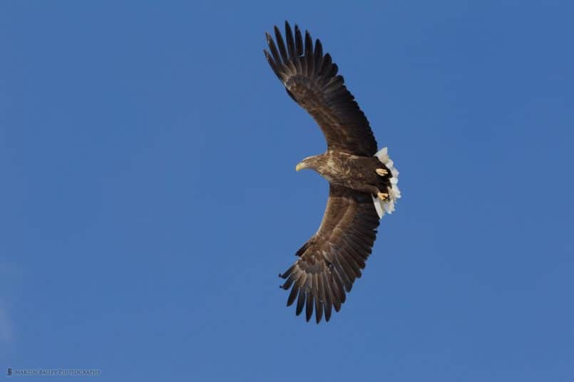 White-Tailed Eagle