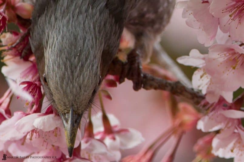 Browned-Eared Bulbul Takes Flight 100% Crop