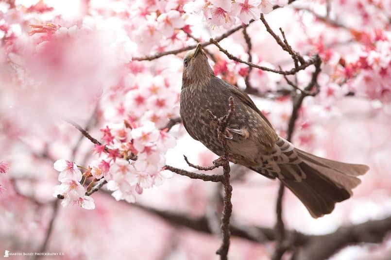 Brown-eared Bulbul at ISO 2000