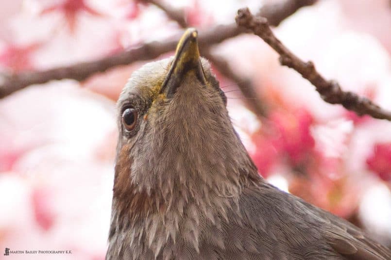 Brown-eared Bulbul at ISO 2000 - 100% Crop