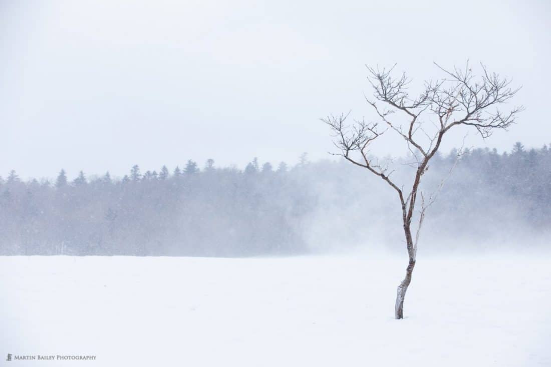 Winter Winds