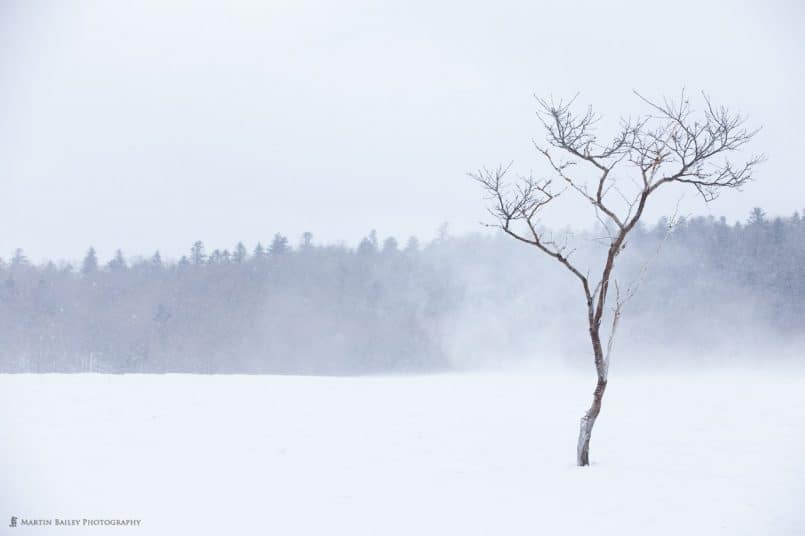 Winter Winds