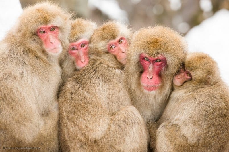 Five Monkeys