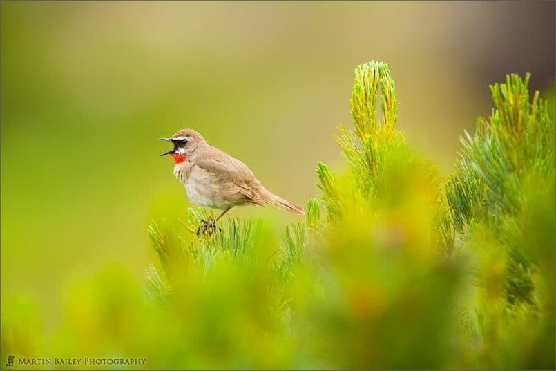 Siberian Rubythroat's Opera