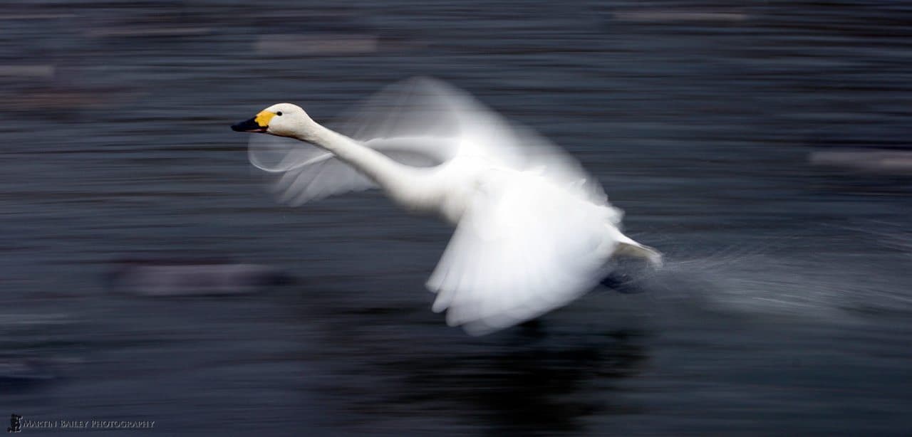 Panning – a Swan Takes Flight (Podcast 4)