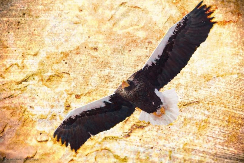 Soaring Steller's Sea Eagle with Textures