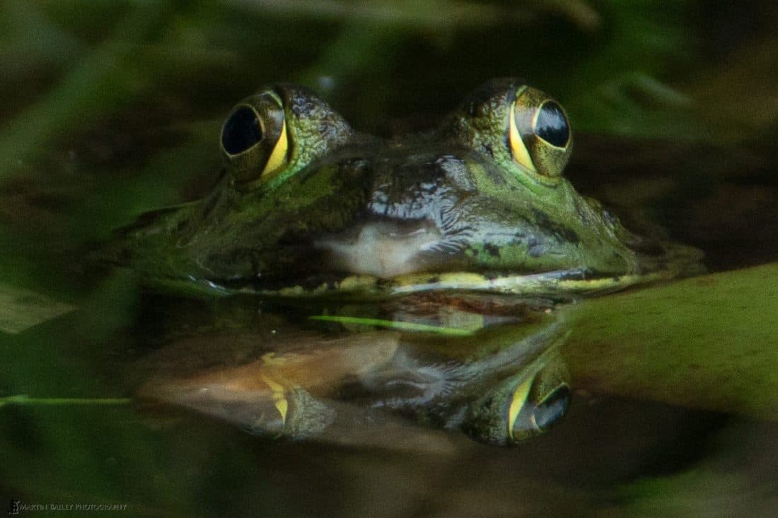 Bullfrog