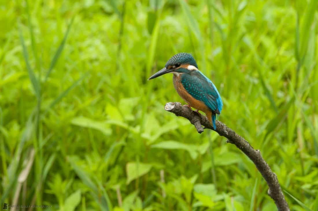 Common Kingfisher