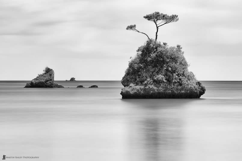 Tree & Rock