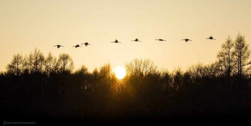 Eight Cranes