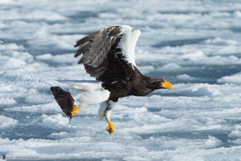 Steller Catches Fish