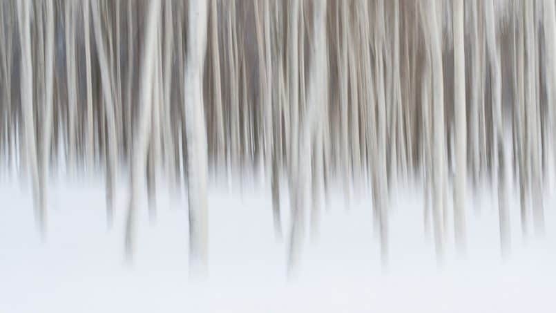 Birch Trees by David duChemin