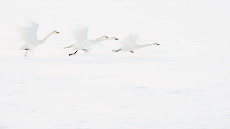 Whooper Swans by David duChemin