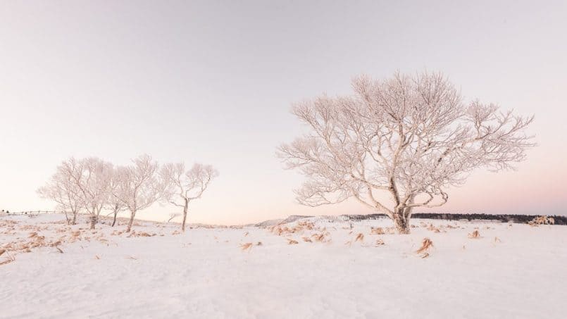 Bihoro Pass Trees by David duChemin