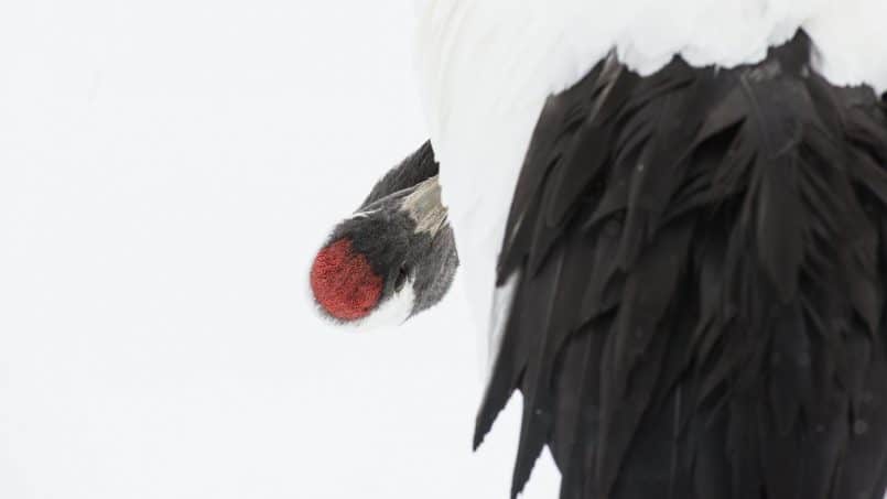 Red-Crowned Crane by David duChemin