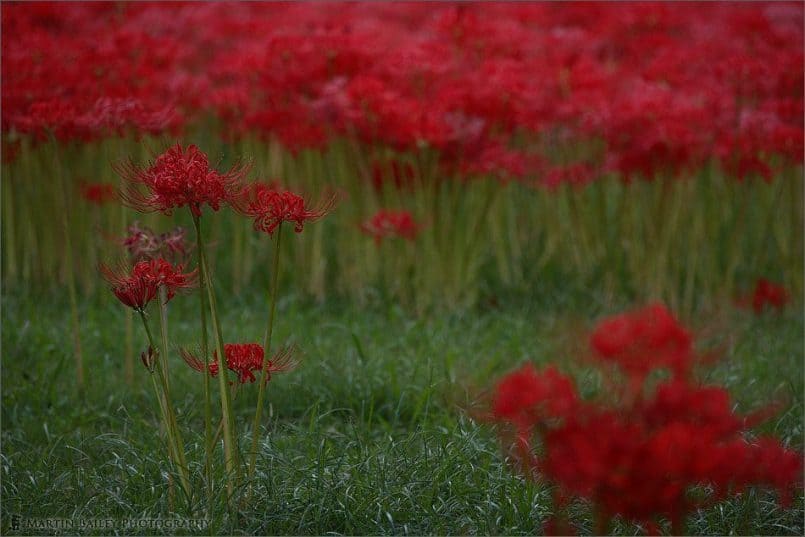 Equinox_Flower_at_Dusk_0664