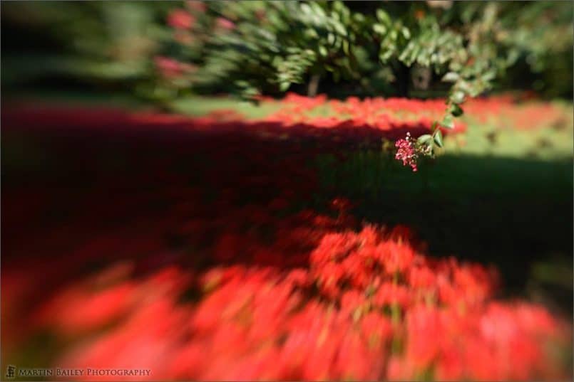 Equinox_Flower_with_Crape_Myrtle_LB2F4_0337