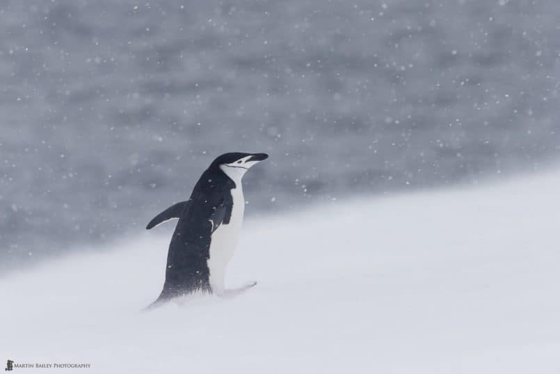 Snow Return