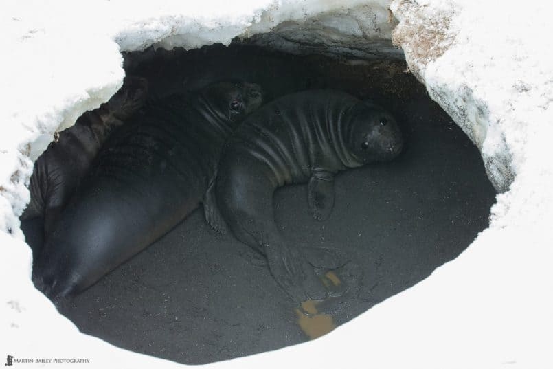 Stranded Elephant Seal Pups