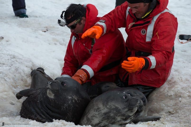 Aurora Staff Rescuing Elephant Seals