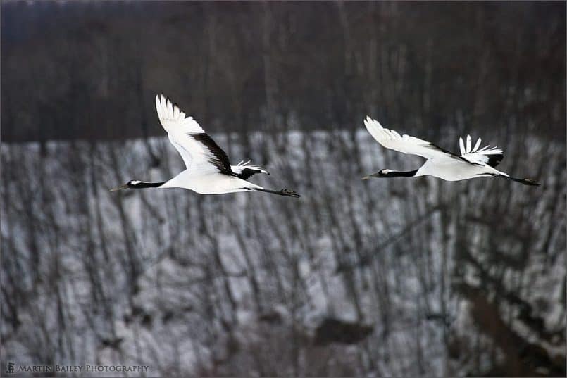 Japanese Crane