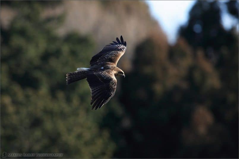 Black Kite