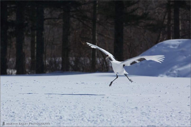 Japanese Cranes 2006