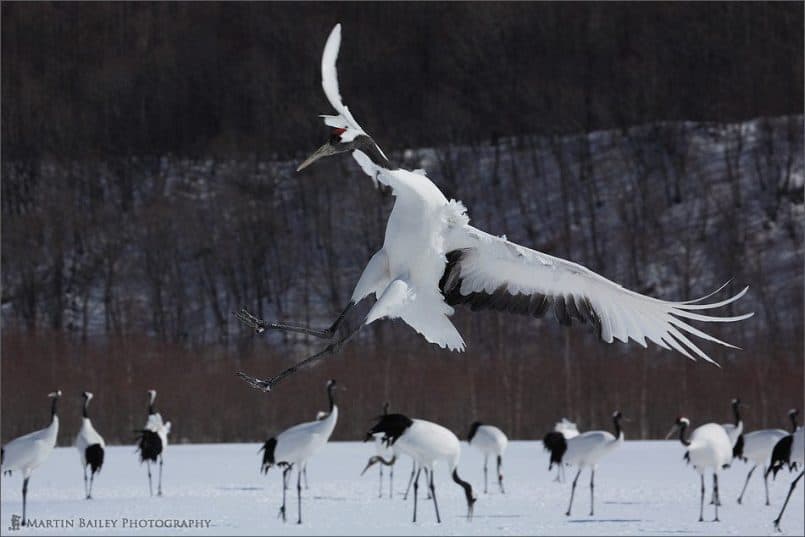 Japanese Cranes 2006