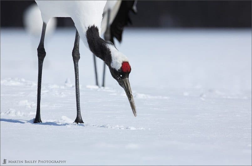 Japanese Cranes 2006