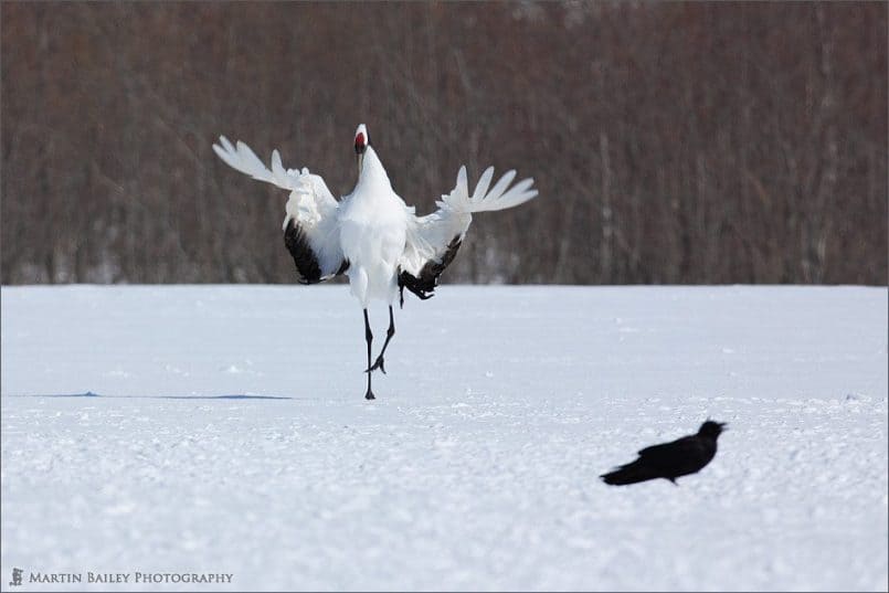 Japanese Cranes 2006