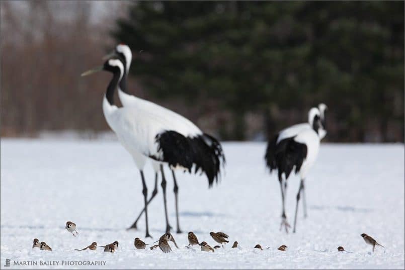 Japanese Cranes 2006