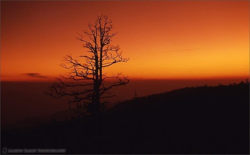 Ghost Tree