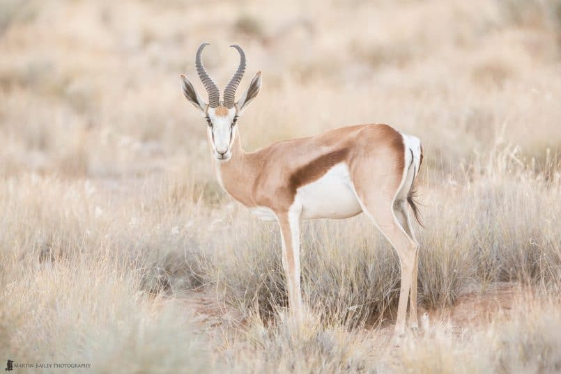 Beautiful Springbok