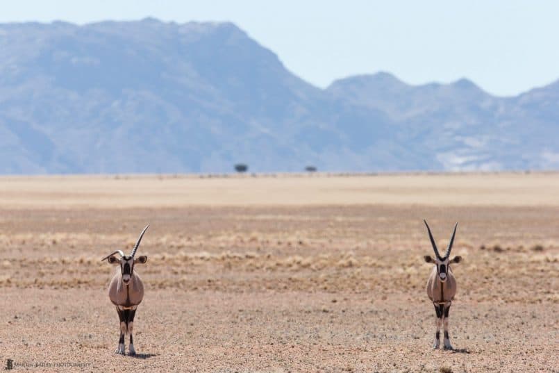 Two Oryx, Two Bushes